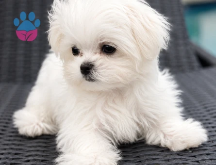 mini mini maltese terrier bebekler
