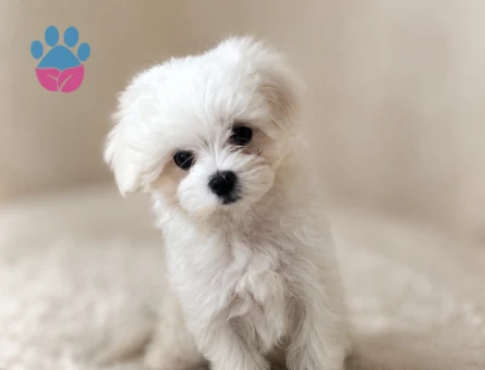 maltese terrier bebeklerimiz