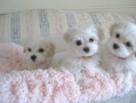 maltese terrier yavrularımız - 6394