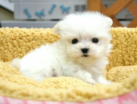 evinizin neşesi maltese terrier yavrular - 6395