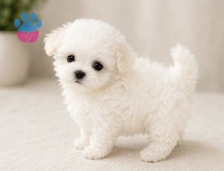maltese terrier bebekler