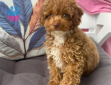 Toy poodle 3buçuk aylık