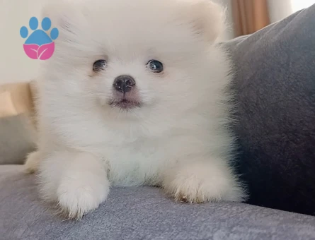 Pomeranian boo - 6403