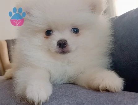 Pomeranian boo