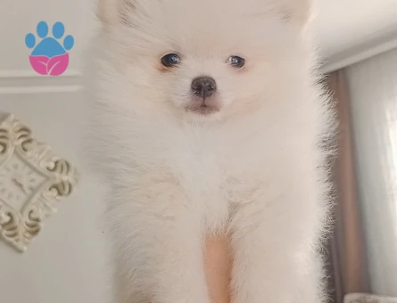 Pomeranian boo