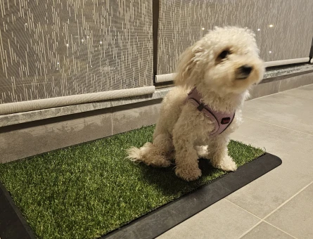 1 yaşında dişi toy poodle - 6406