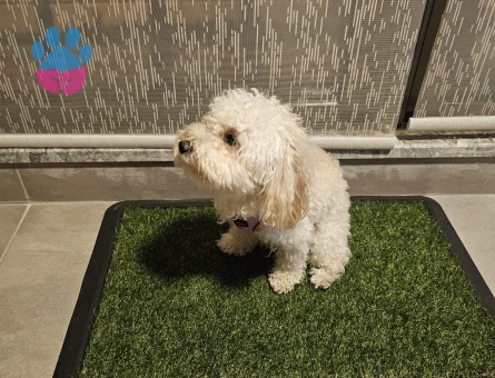 1 yaşında dişi toy poodle