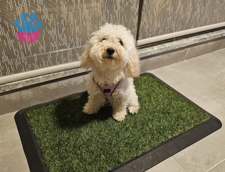 1 yaşında dişi toy poodle