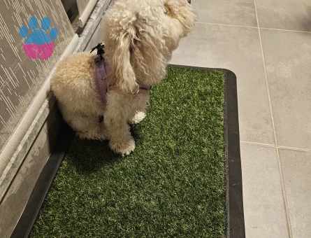 1 yaşında dişi toy poodle