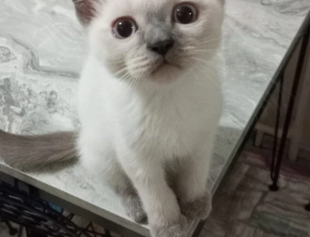 British Bluepoint Erkek 3 Aylık