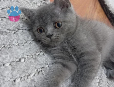 British Bluepoint Erkek 3 Aylık