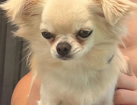 Chıhuahua secereli köpek - 7662