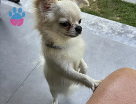 Chıhuahua secereli köpek - 7662 - Görsel 3