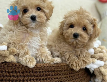VETERİNER KLİNİĞİNDE TESLİM MALTİPOO BEBEKLER - 7664 - Görsel 4