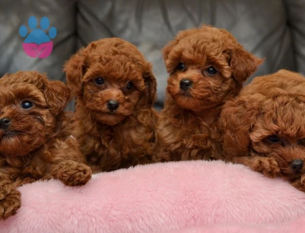 VETERİNER KLİNİĞİNDE TESLİM MALTİPOO BEBEKLER - 7664