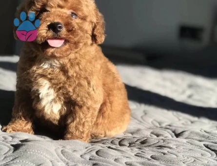 VETERİNER KLİNİĞİNDE TESLİM MALTİPOO BEBEKLER - 7664 - Görsel 3