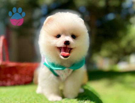 Boo Pomeranian teddy bear yavrular - 7665 - Görsel 3