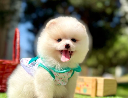 Boo Pomeranian teddy bear yavrular - 7665