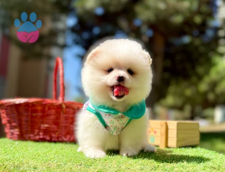 Boo Pomeranian teddy bear yavrular - 7665 - Görsel 4