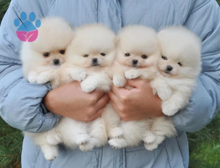 Boo Pomeranian Teddy Bear Yavrularımız - 7666 - Görsel 3