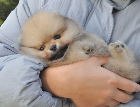 Boo Pomeranian Teddy Bear Yavrularımız - 7666