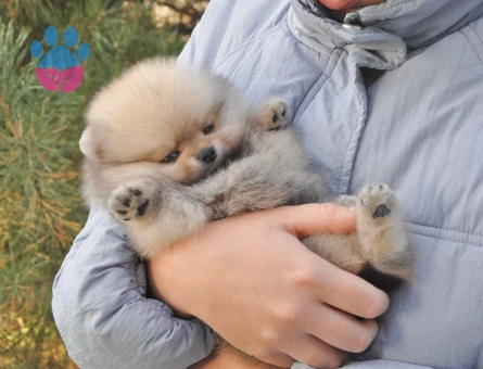 Boo Pomeranian Teddy Bear Yavrularımız - 7666 - Görsel 4