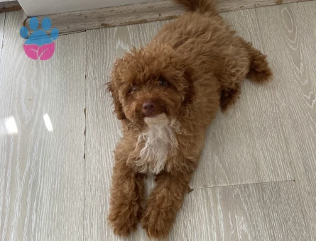 Poodle 4 aylık dişi acil ilan - 7667