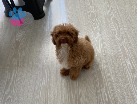 Poodle 4 aylık dişi acil ilan - 7667 - Görsel 3