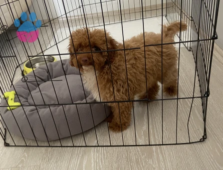 Poodle 4 aylık dişi acil ilan - 7667 - Görsel 4