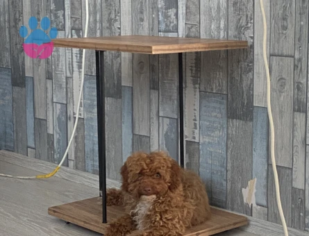 Poodle 4 aylık dişi acil ilan - 7667 - Görsel 5