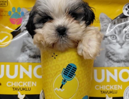 2 aylık tecup Shihtzu 0 numara aşıları ve aksesuarları tam - 7668