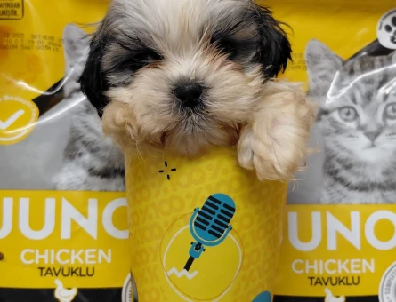 2 aylık tecup Shihtzu 0 numara aşıları ve aksesuarları tam - 7668