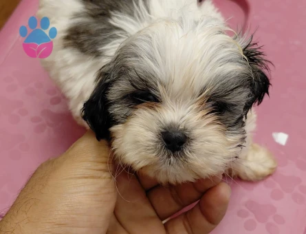2 aylık tecup Shihtzu 0 numara aşıları ve aksesuarları tam - 7668 - Görsel 3