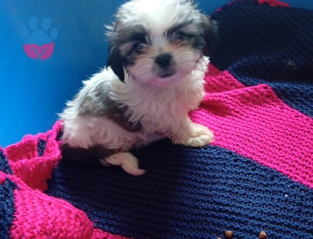 2 aylık tecup Shihtzu 0 numara aşıları ve aksesuarları tam - 7668 - Görsel 4