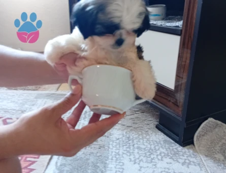 2 aylık tecup Shihtzu 0 numara aşıları ve aksesuarları tam - 7668 - Görsel 5