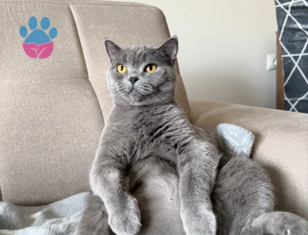 Ücretsiz British Shorthair - 7673 - Görsel 3
