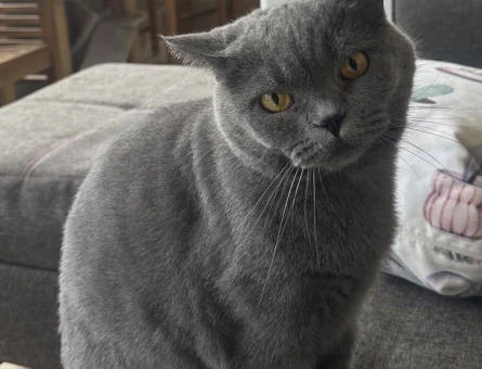 Ücretsiz British Shorthair - 7673