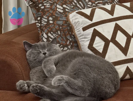 Ücretsiz British Shorthair - 7673 - Görsel 4