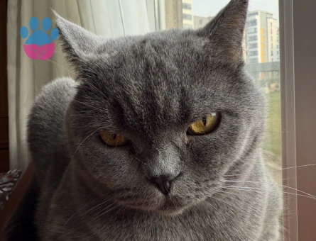 Ücretsiz British Shorthair - 7673 - Görsel 5