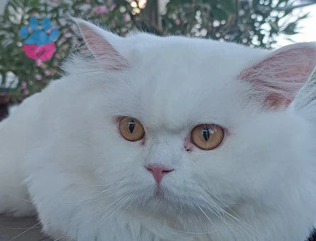 sevimli chinchilla kedi - 7676 - Görsel 3