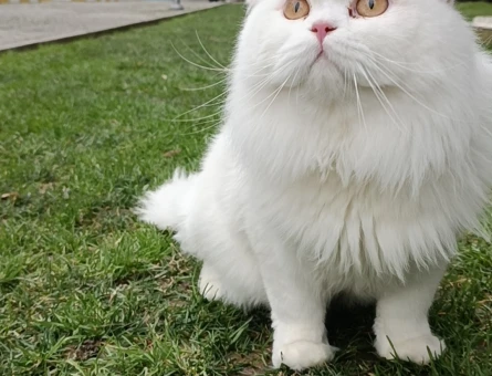 sevimli chinchilla kedi - 7676