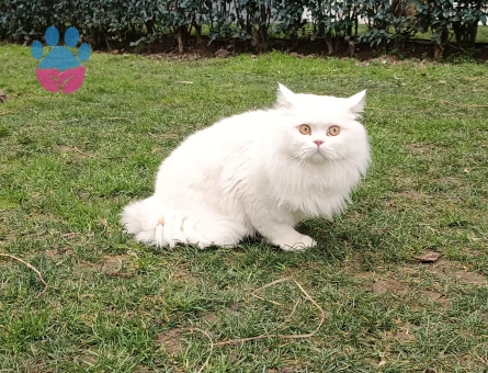 sevimli chinchilla kedi - 7676 - Görsel 5