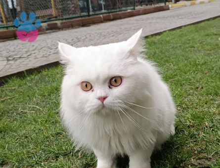 sevimli chinchilla kedi - 7676 - Görsel 4