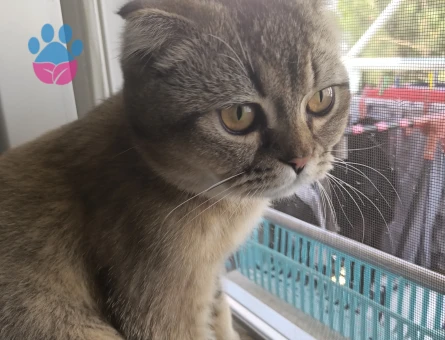 9 Aylık British Shorthair Kedim Yuva Arıyor - 7677 - Görsel 2