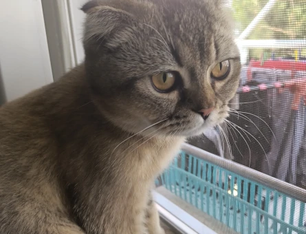 9 Aylık British Shorthair Kedim Yuva Arıyor - 7677