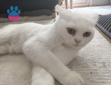 9 Aylık British Shorthair Kedim Yuva Arıyor - 7677 - Görsel 3