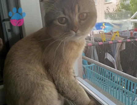 9 Aylık British Shorthair Kedim Yuva Arıyor - 7677 - Görsel 4