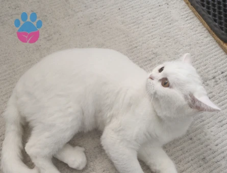 9 Aylık British Shorthair Kedim Yuva Arıyor - 7677 - Görsel 5