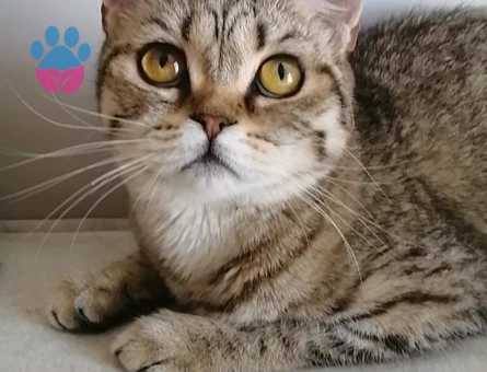 British Shorthair Exzotic - 4536 - Görsel 3