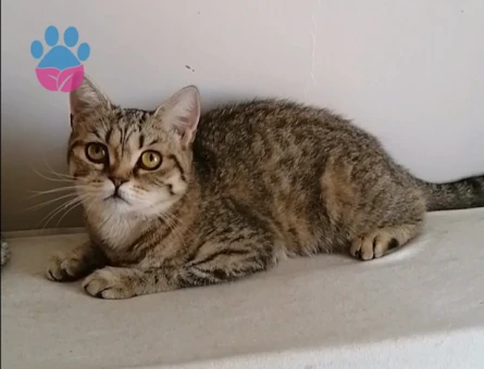 British Shorthair Exzotic - 4536 - Görsel 5